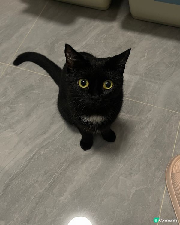 4隻貓咪都是港女?在家中經常偷拍她們