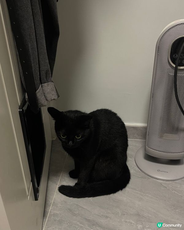 4隻貓咪都是港女?在家中經常偷拍她們