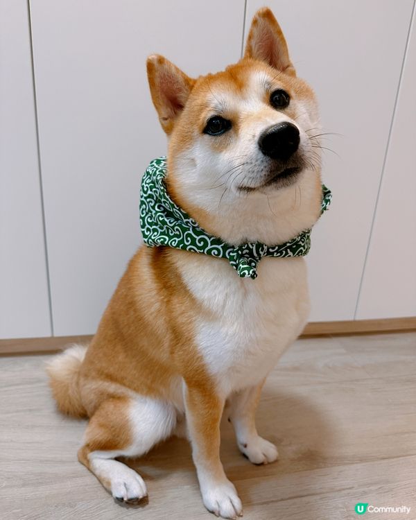 我係奶泵！請follow我IG：shiba_pumpu！做我...