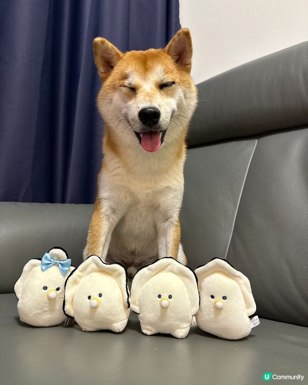 我係奶泵！請follow我IG：shiba_pumpu！做我...