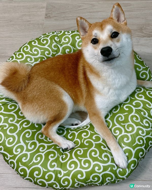 我係奶泵！請follow我IG：shiba_pumpu！做我...