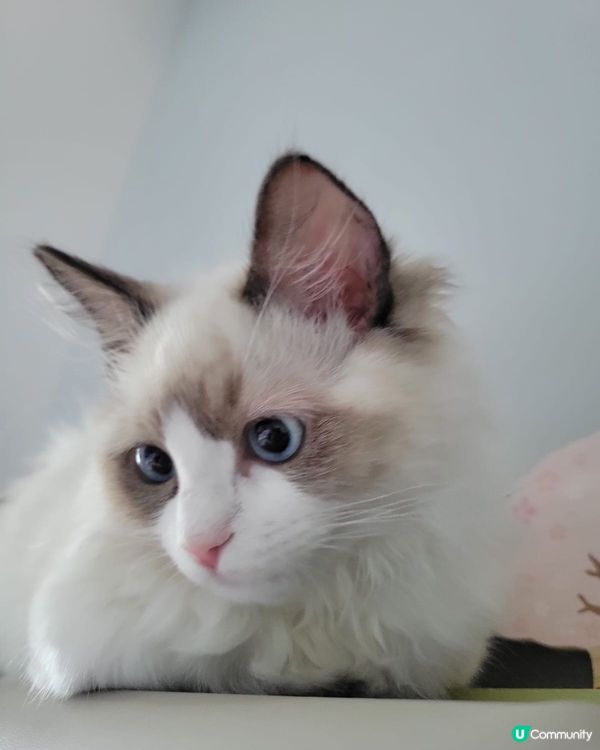 Waffle 係我第一隻照顧嘅貓貓，亦因此成為了貓奴。Waf...