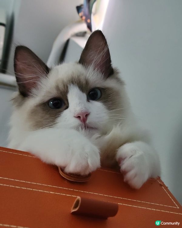 Waffle 係我第一隻照顧嘅貓貓，亦因此成為了貓奴。Waf...