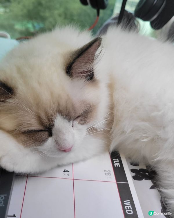 Waffle 係我第一隻照顧嘅貓貓，亦因此成為了貓奴。Waf...