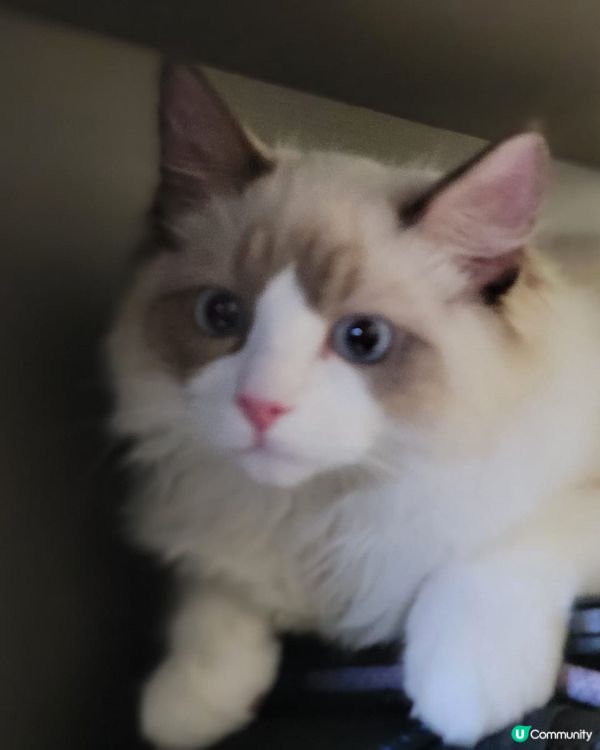 Waffle 係我第一隻照顧嘅貓貓，亦因此成為了貓奴。Waf...