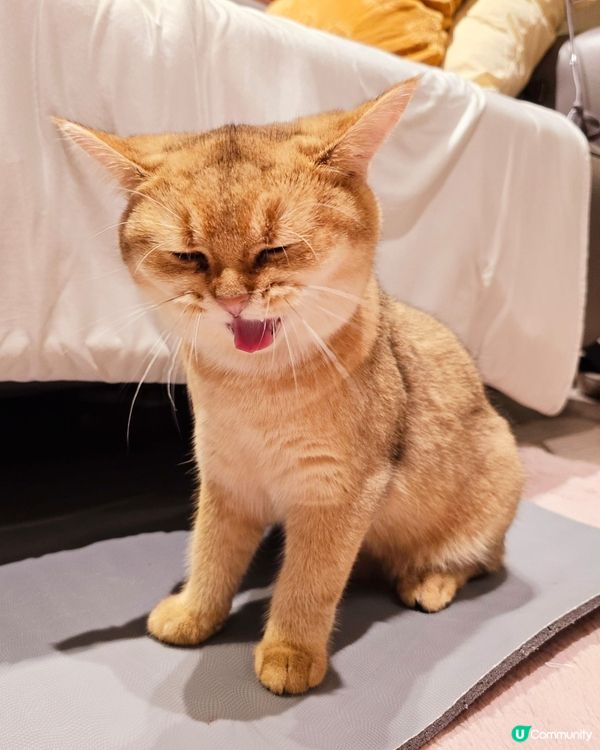 Hello大家好～哥哥姐姐可以叫我做冬甩。雖然我係女仔，但係...