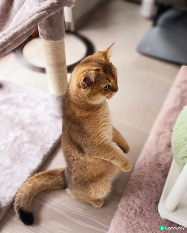 Hello大家好～哥哥姐姐可以叫我做冬甩。雖然我係女仔，但係...