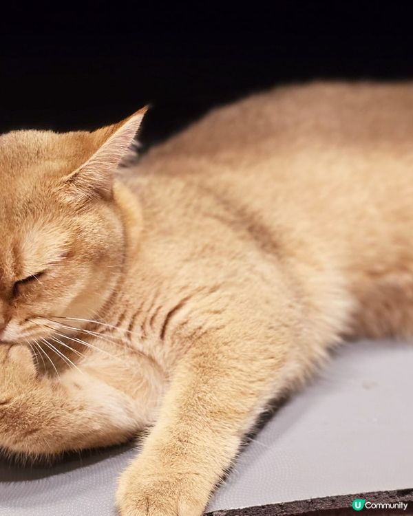 Hello大家好～哥哥姐姐可以叫我做冬甩。雖然我係女仔，但係...