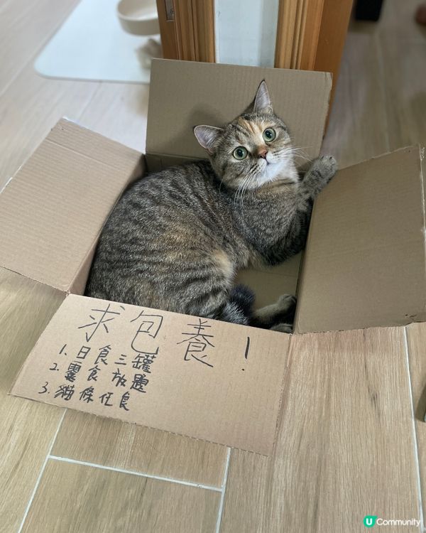 虎紋貓叫妹豬，玳瑁貓叫DD