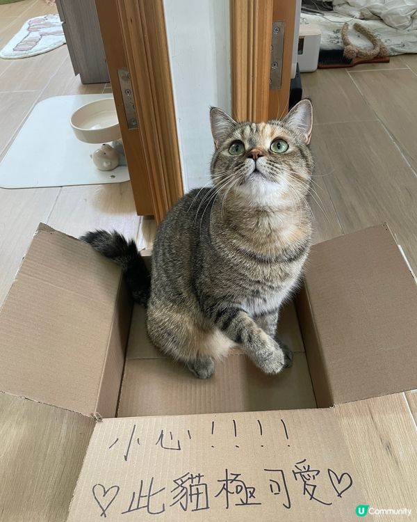 虎紋貓叫妹豬，玳瑁貓叫DD