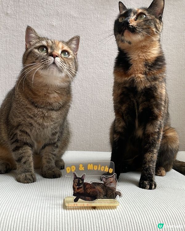 虎紋貓叫妹豬，玳瑁貓叫DD