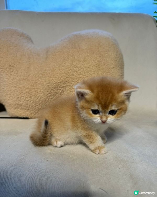 剛出生的小貓「屎窟仔」身體小巧柔軟,毛絨絨,四肢圓滾滾的。牠...