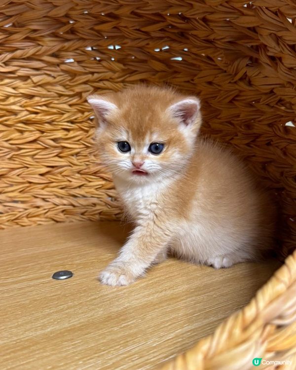 剛出生的小貓「屎窟仔」身體小巧柔軟,毛絨絨,四肢圓滾滾的。牠...