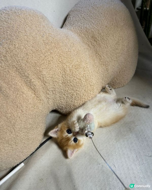 剛出生的小貓「屎窟仔」身體小巧柔軟,毛絨絨,四肢圓滾滾的。牠...