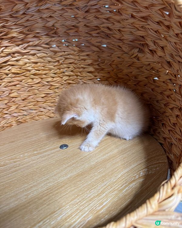 剛出生的小貓「屎窟仔」身體小巧柔軟,毛絨絨,四肢圓滾滾的。牠...