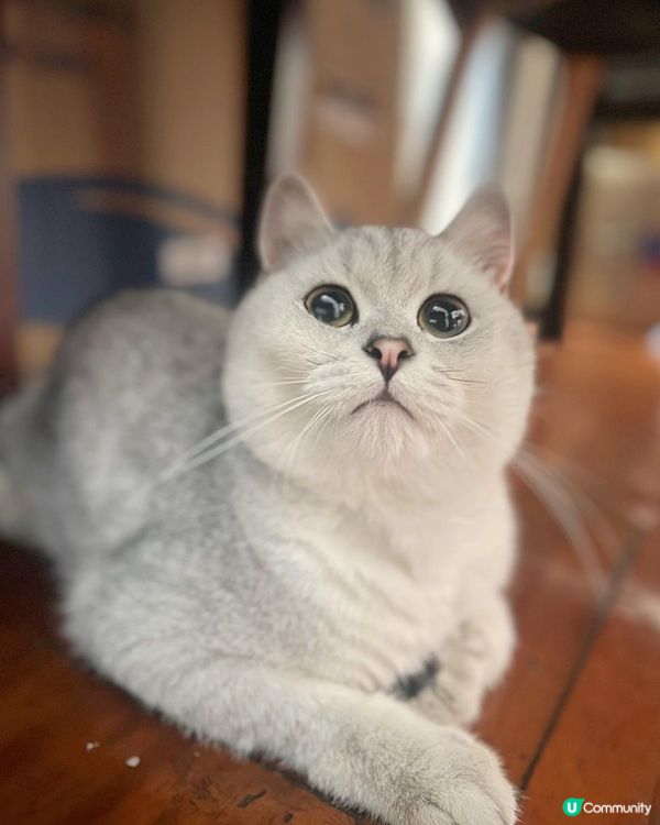 仔仔-小時候與長大後的騙案:) 其實我係一隻三腳貓黎, 但我...