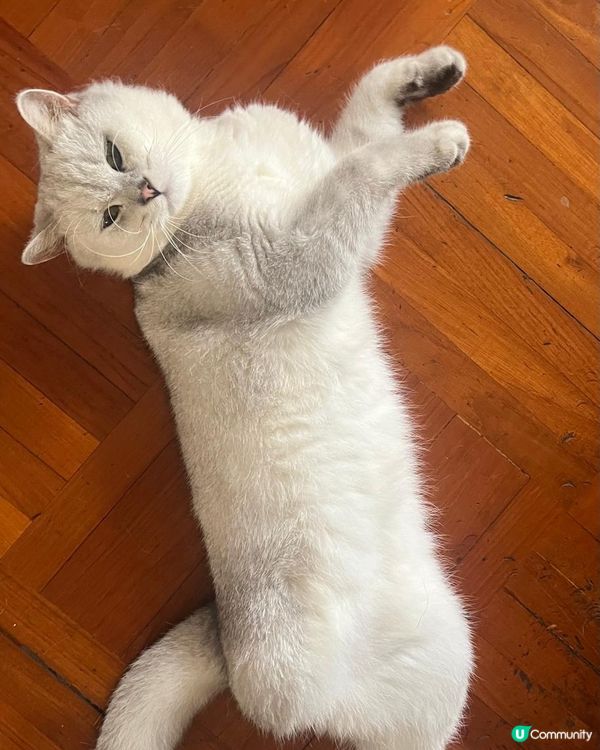 仔仔-小時候與長大後的騙案:) 其實我係一隻三腳貓黎, 但我...