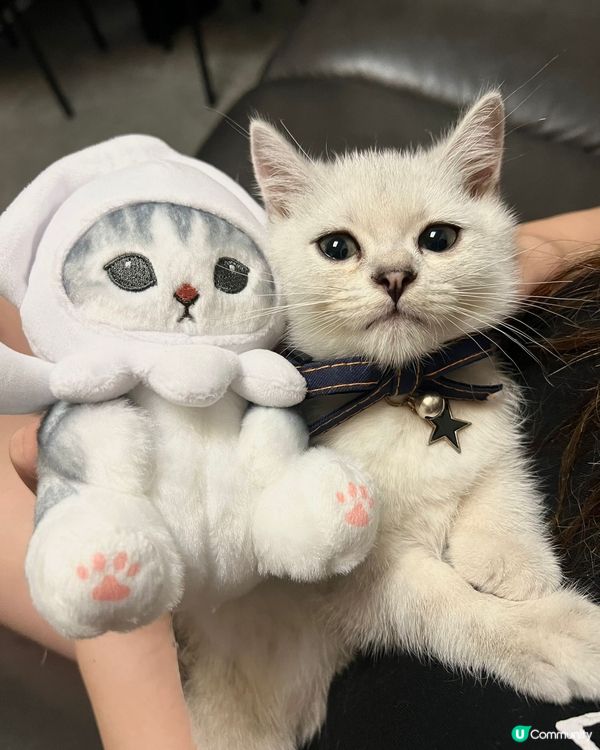 仔仔-小時候與長大後的騙案:) 其實我係一隻三腳貓黎, 但我...