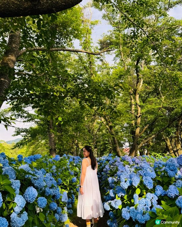 富士山自駕遊 🗻 尋找隱世秘景！