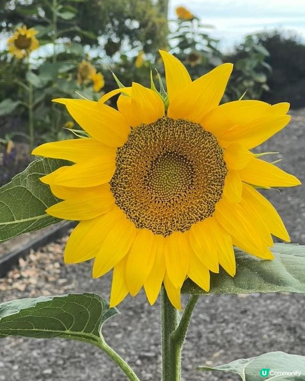 富良野美瑛四季彩丘打卡天堂 📸