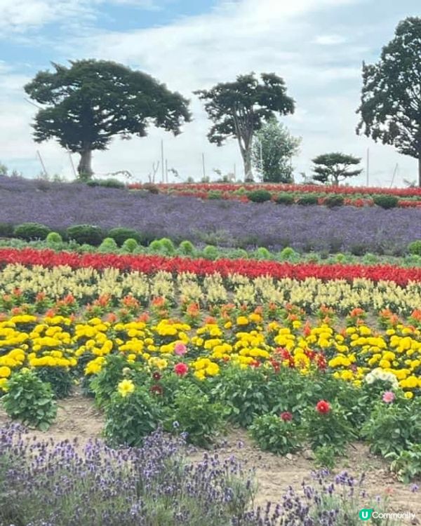 富良野美瑛四季彩丘打卡天堂 📸