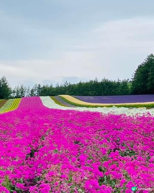 富良野美瑛四季彩丘打卡天堂 📸