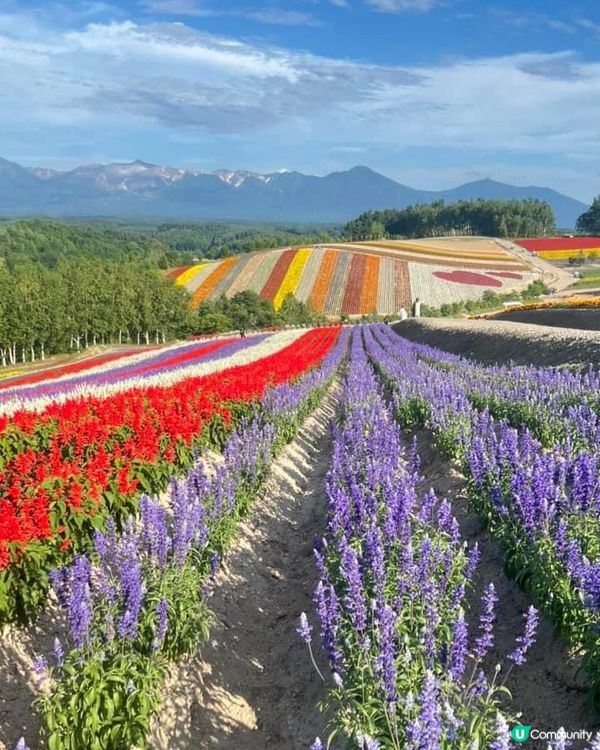 富良野美瑛四季彩丘打卡天堂 📸