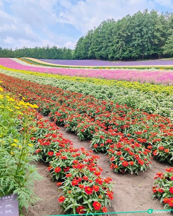 富良野美瑛四季彩丘打卡天堂 📸