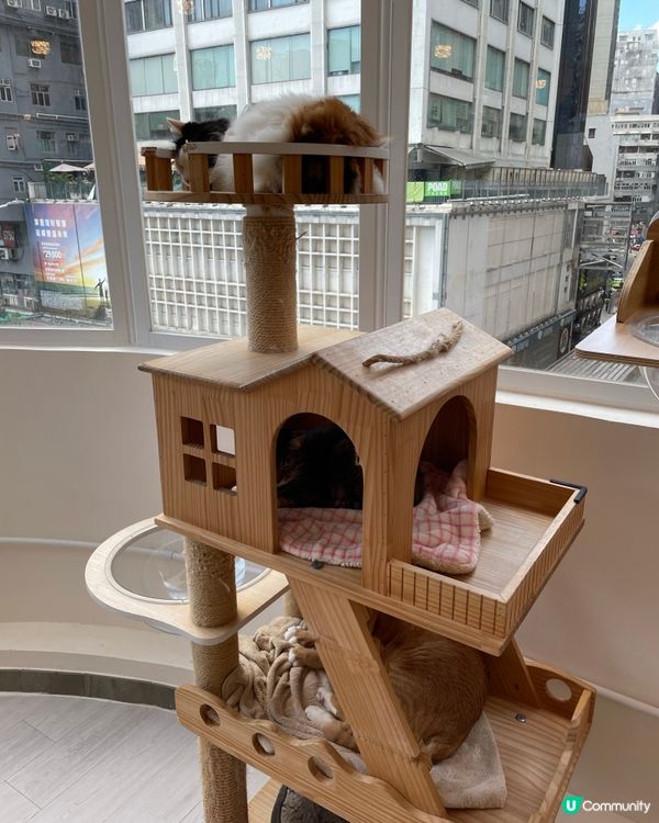 親民的貓貓Café 🐱