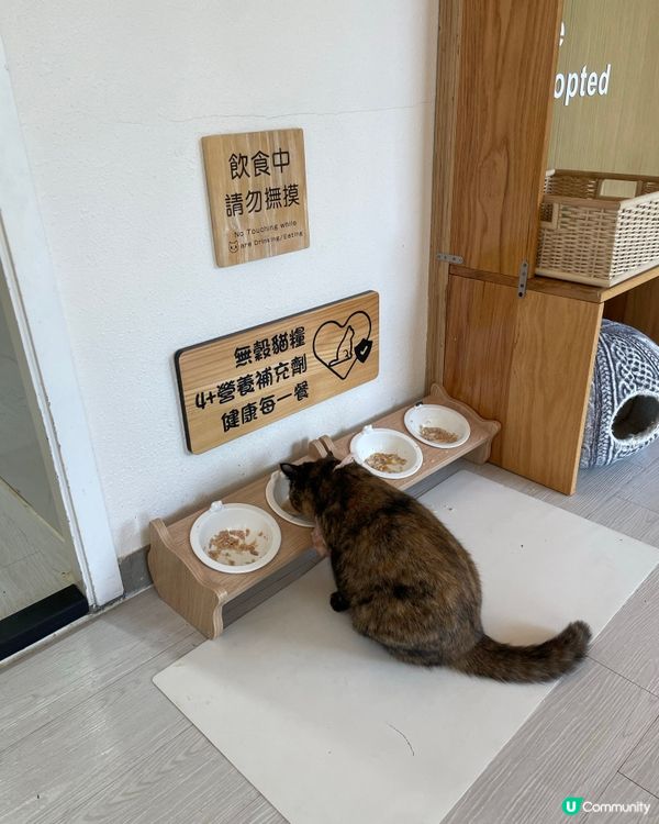 親民的貓貓Café 🐱