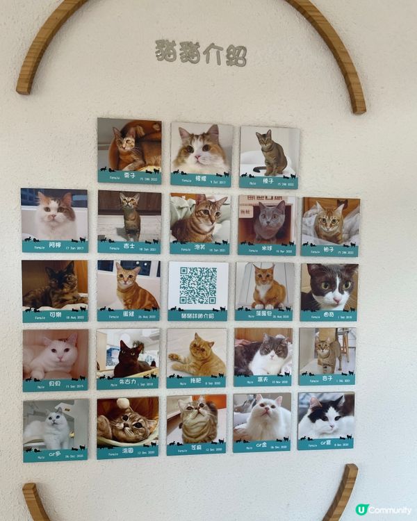 親民的貓貓Café 🐱