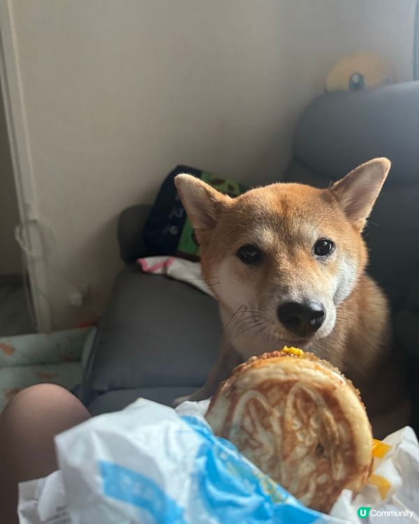 本日最紅 McGriddles 🍔