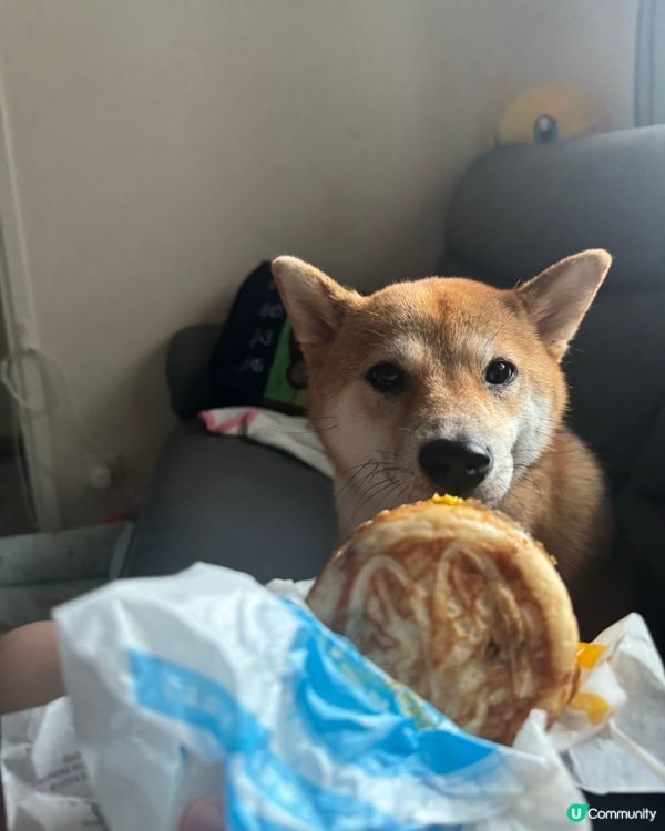 本日最紅 McGriddles 🍔