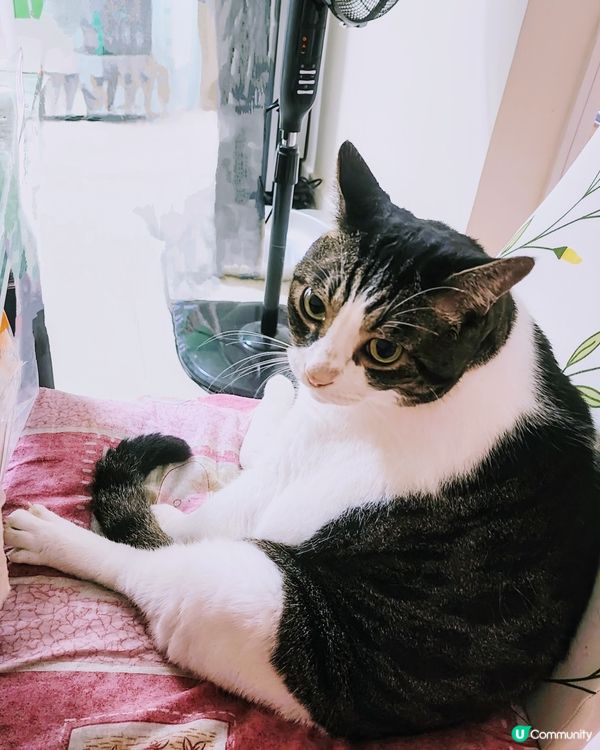 🐱麻甩貓~😱拉開拉鍊係大叔嗎⁉️😱名符其名⁉無屈佢㗎‼