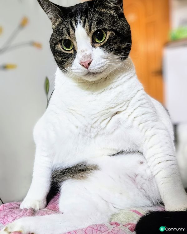 🐱麻甩貓~😱拉開拉鍊係大叔嗎⁉️😱名符其名⁉無屈佢㗎‼