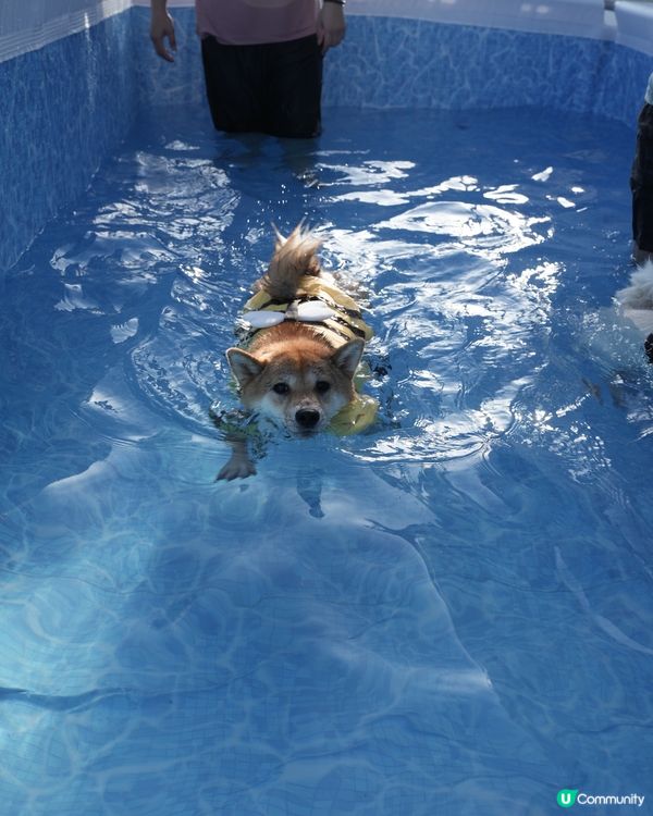 小蜜蜂柴去左游水🤪