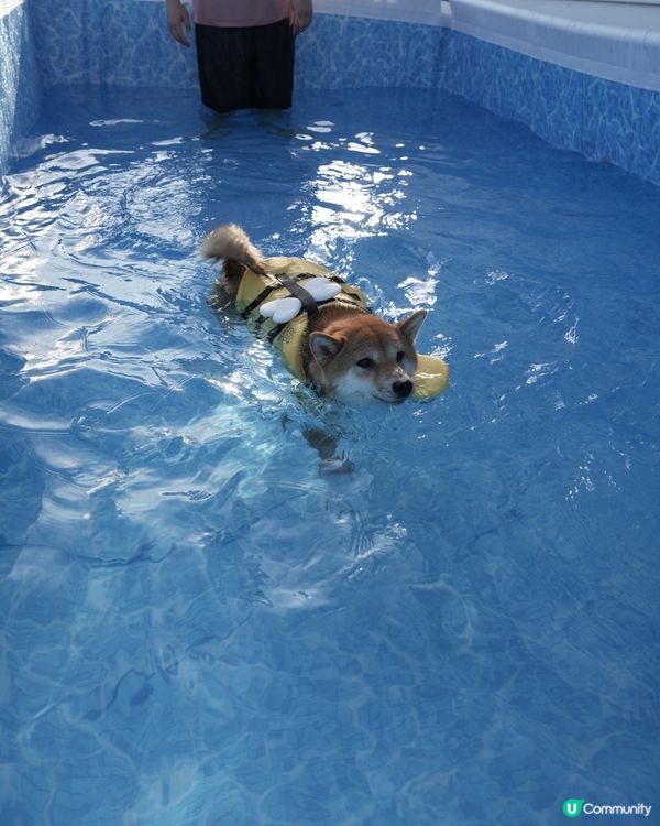 小蜜蜂柴去左游水🤪