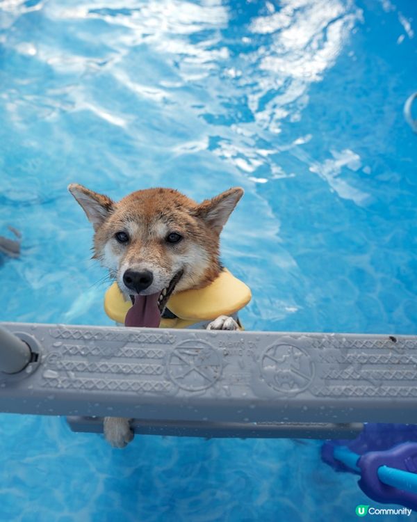 小蜜蜂柴去左游水🤪