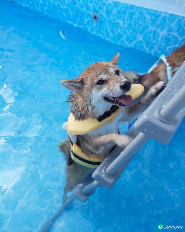 小蜜蜂柴去左游水🤪
