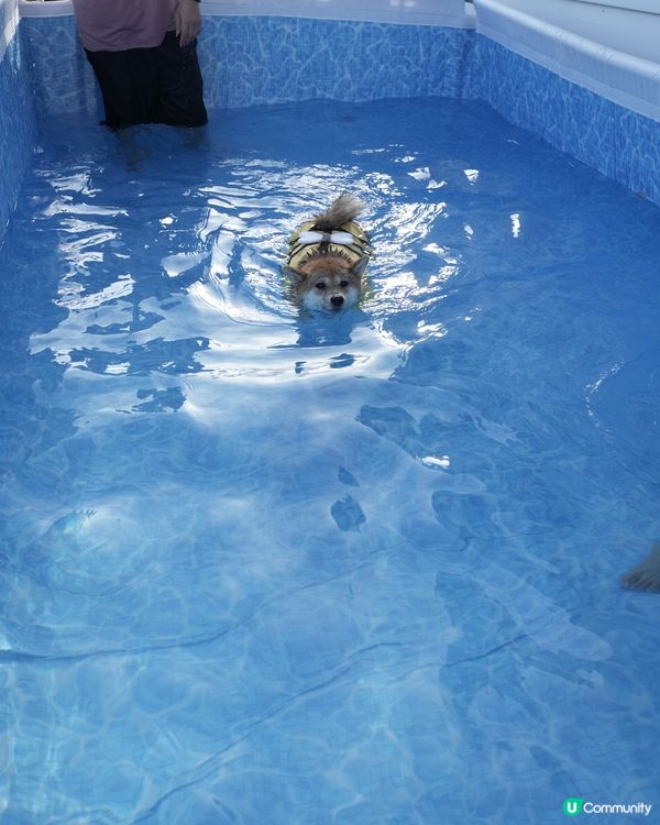 小蜜蜂柴去左游水🤪