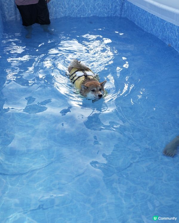 小蜜蜂柴去左游水🤪