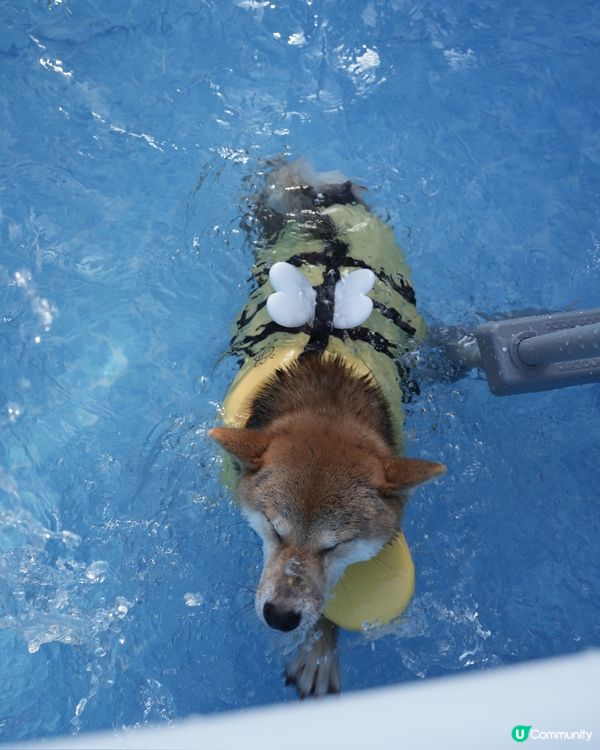 小蜜蜂柴去左游水🤪