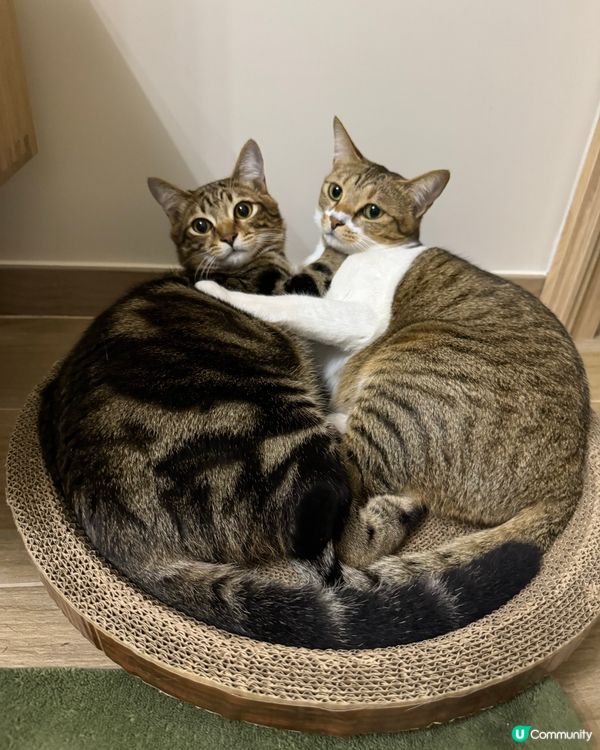 我地既性格又似狗