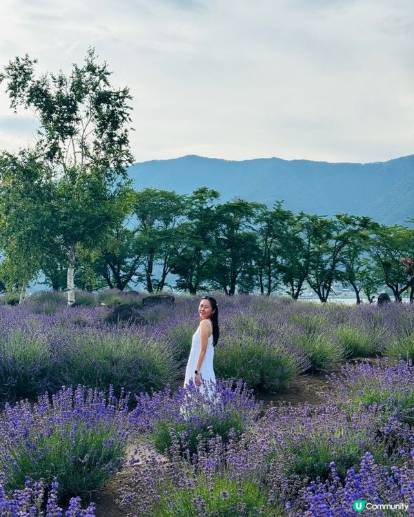 河口湖薰衣草祭 6-7月富士山限定！