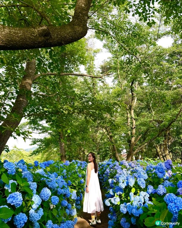 河口湖薰衣草祭 6-7月富士山限定！