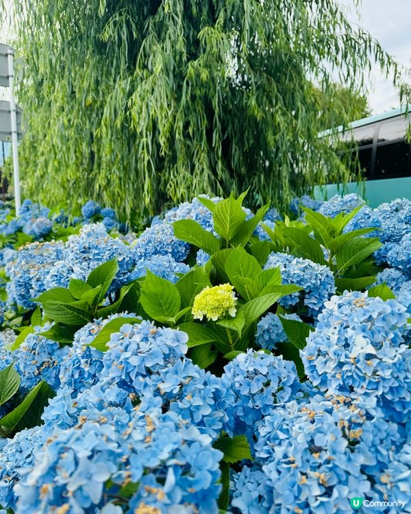 河口湖薰衣草祭 6-7月富士山限定！