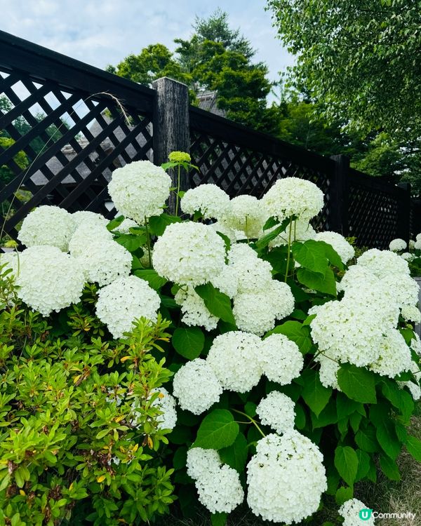 河口湖薰衣草祭 6-7月富士山限定！