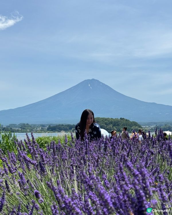 河口湖薰衣草祭 6-7月富士山限定！