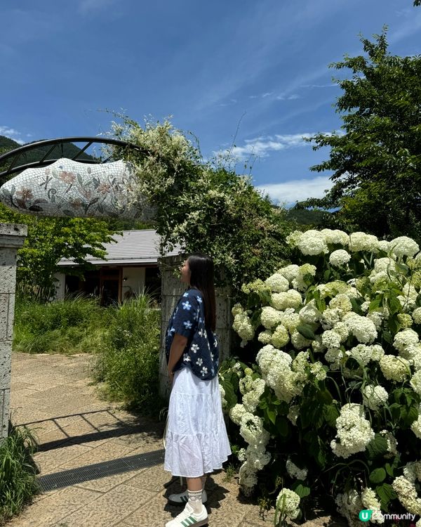 河口湖薰衣草祭 6-7月富士山限定！