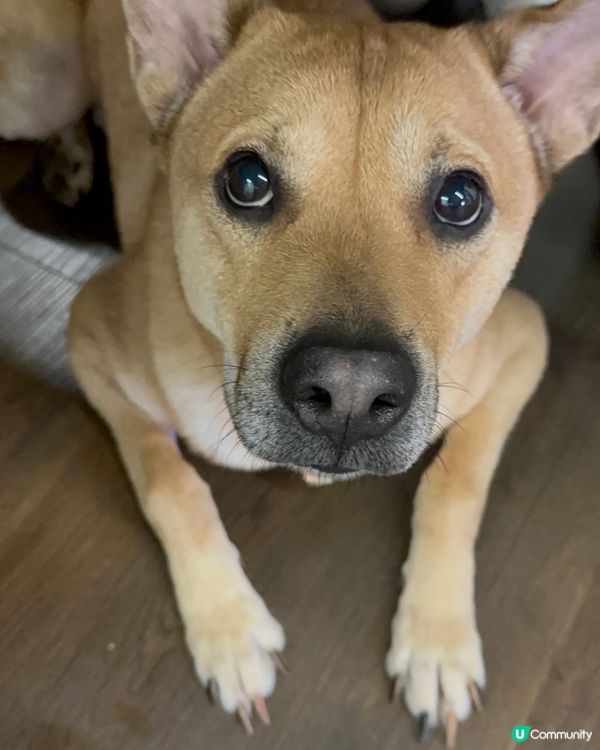 阿強上班日常🐶